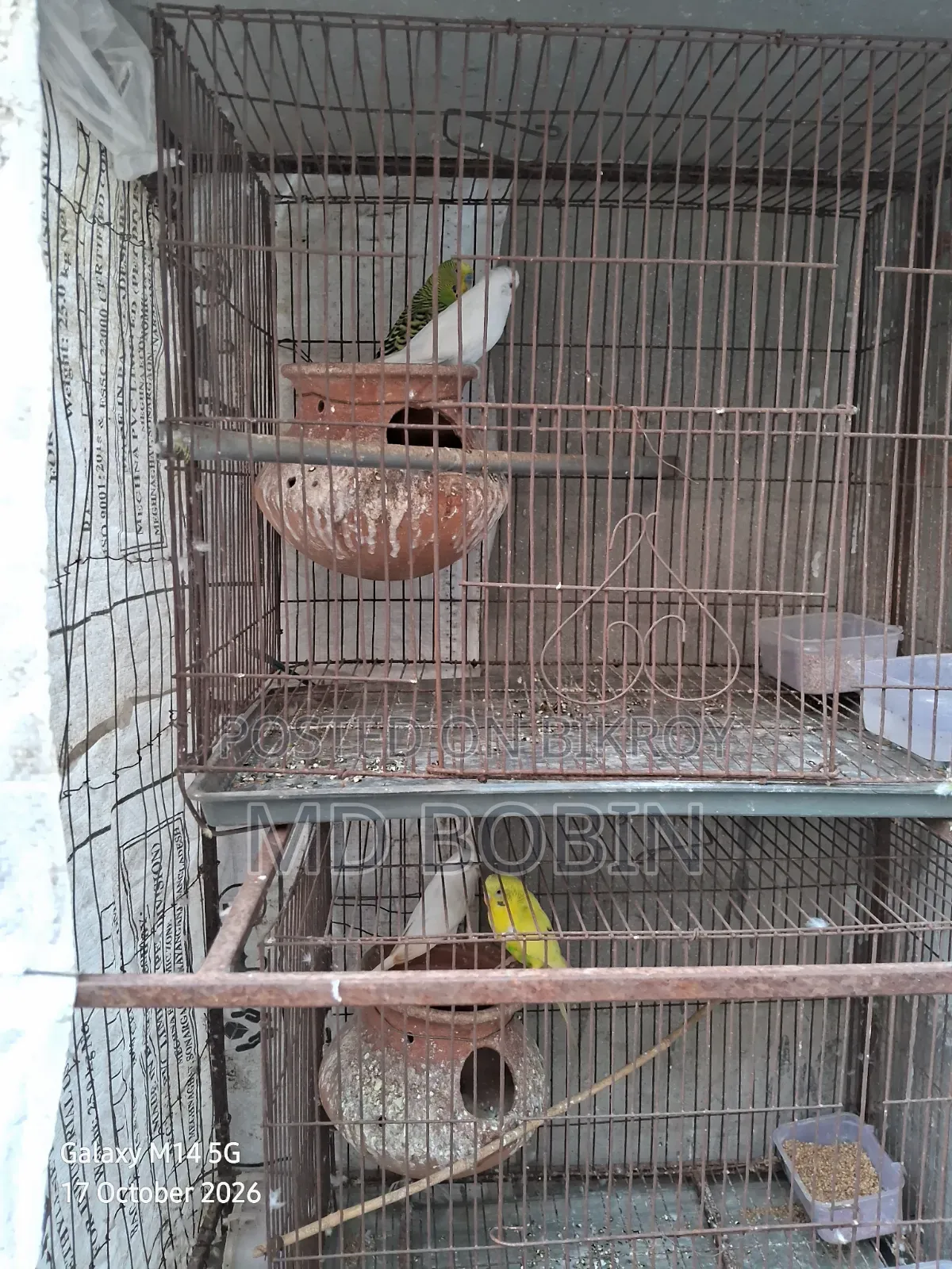 Budgerigar Birds