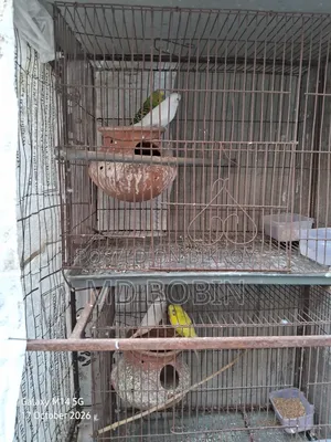 Budgerigar Birds