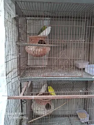 Budgerigar Birds (Emergency Sell)
