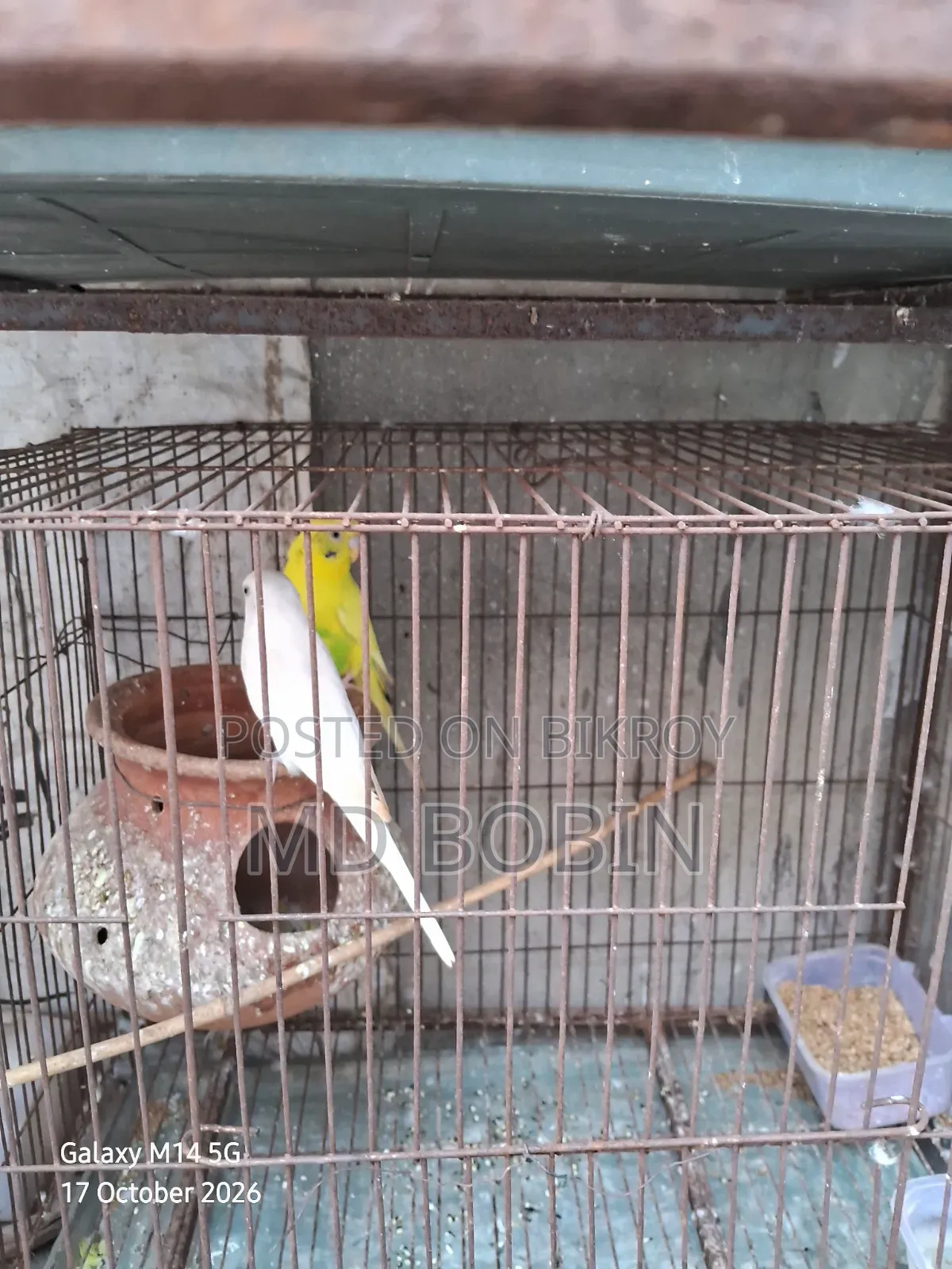 Budgerigar Birds