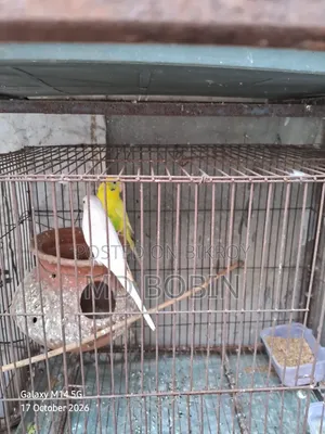 Budgerigar Birds