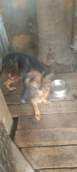 ১+ বছরের পুরুষ খাঁটি জার্মান শেফার্ড