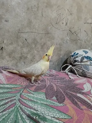 Super Cool Cockatiel Bird