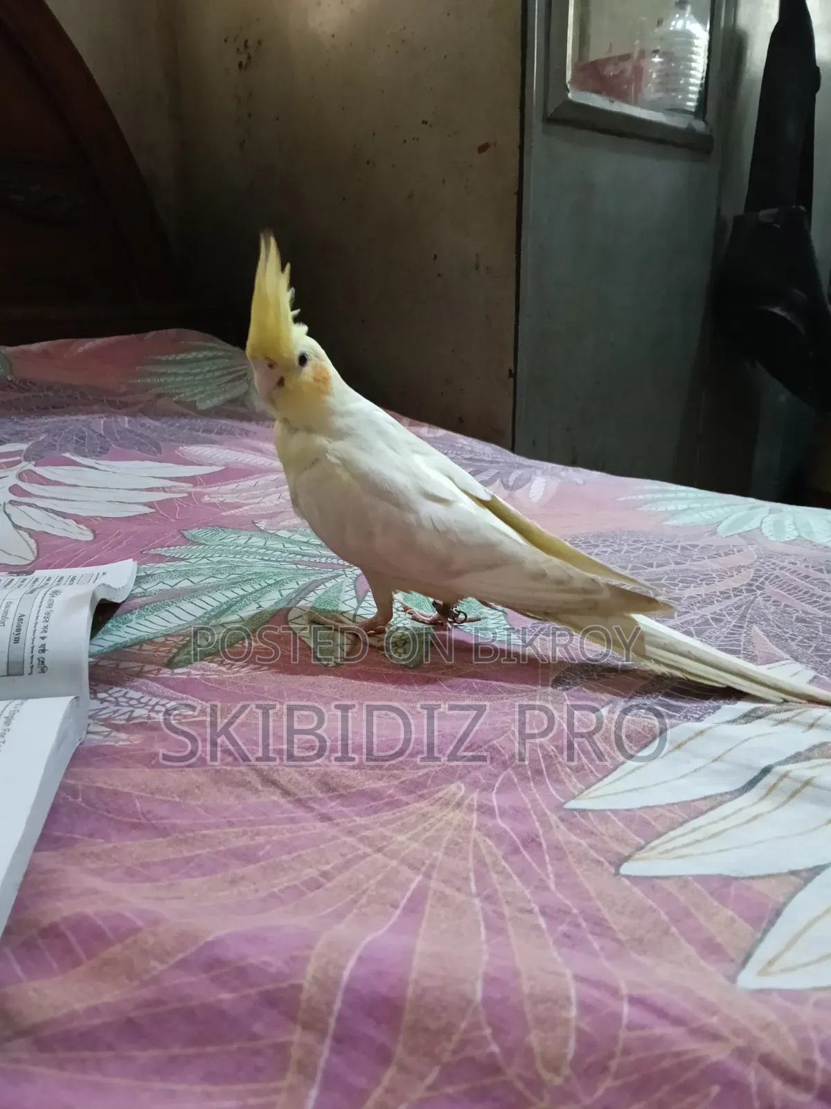 Super Cool Cockatiel Bird