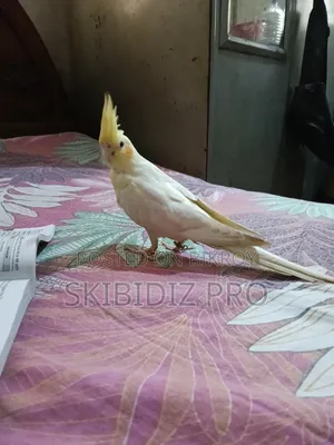 Super Cool Cockatiel Bird
