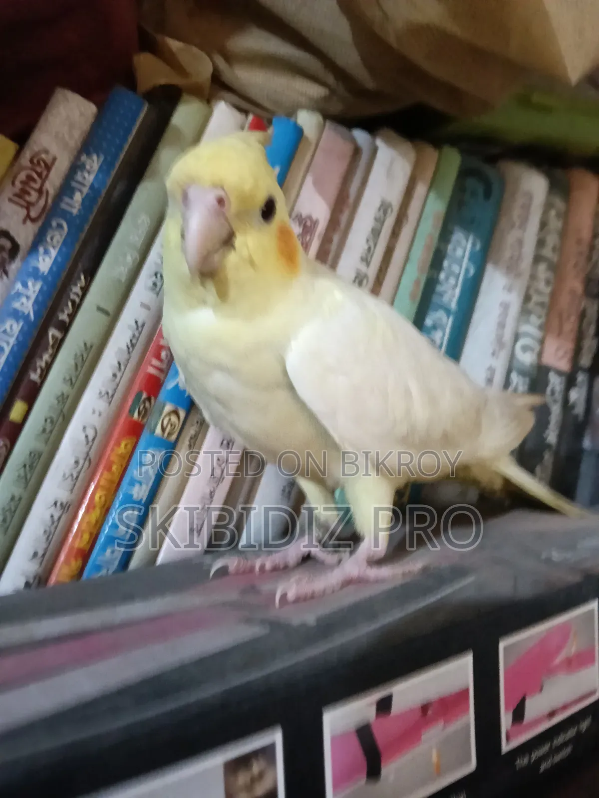 Super Cool Cockatiel Bird