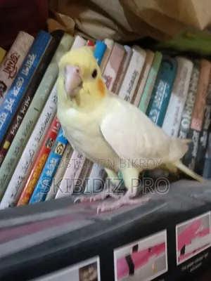 Super Cool Cockatiel Bird