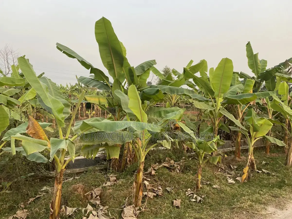 On 54 Ft Road: 3 Katha South-Facing Plot, Purbachal Sector 27
