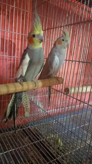 Cockatiel Pair