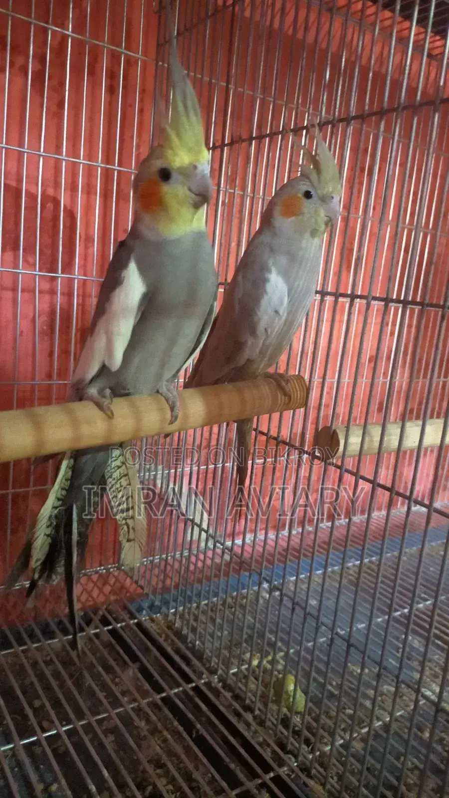 Cockatiel Pair