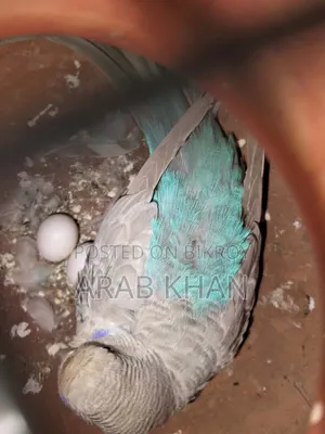 ওয়াইএফ স্কাই ব্লু ইংলিশ মেল