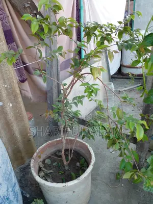 রেড হাইব্রিড জাবুটিকাবা ফল ধরা