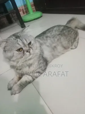 ১+ বছরের পুরুষ পিওরব্রেড এক্সোটিক