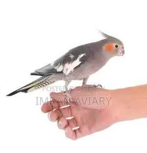 Cockatiel Pair