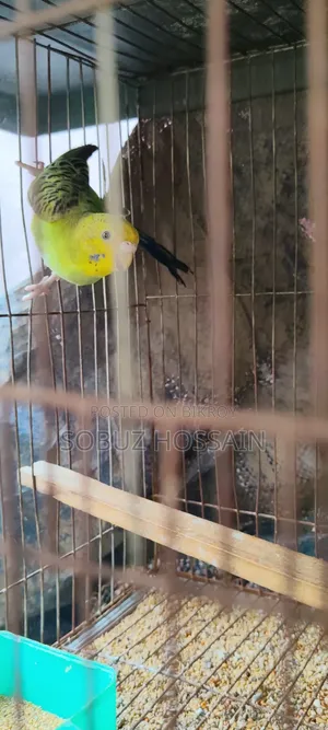One piece female adult budgie