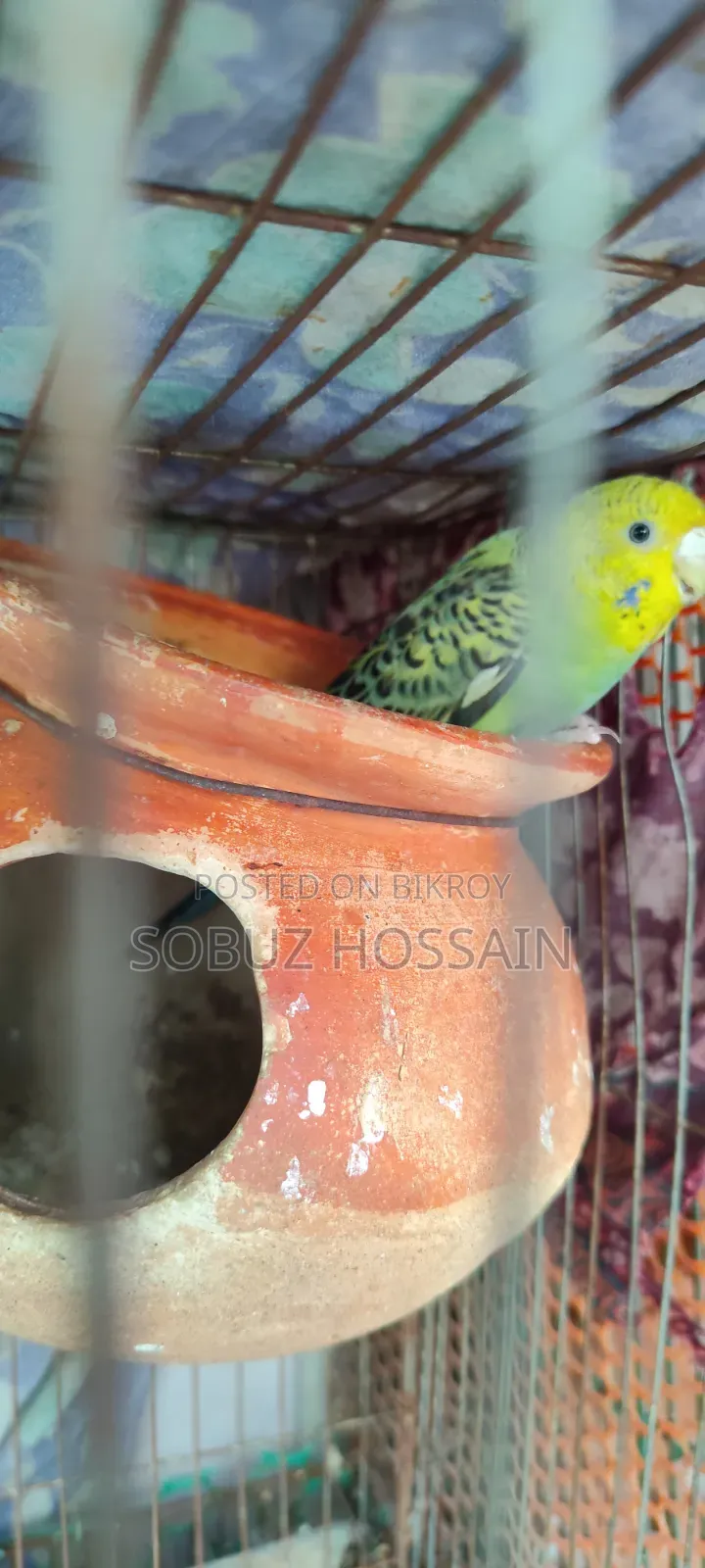 One piece female adult budgie