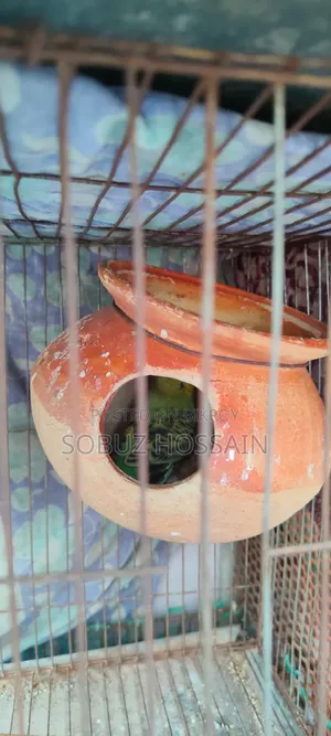 One piece female adult budgie