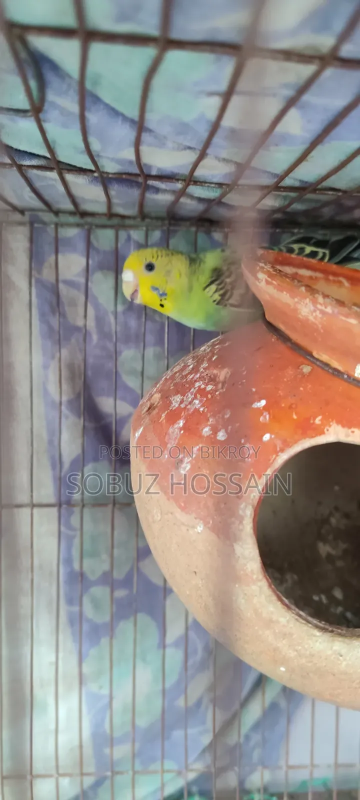 One piece female adult budgie