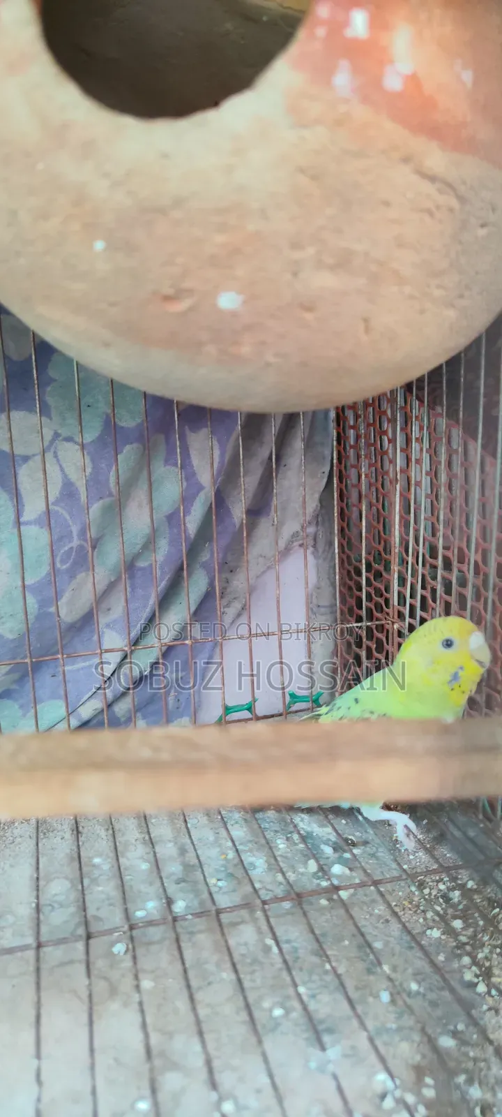 One piece female adult budgie