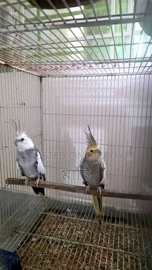 Cockatiel Running Pair