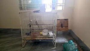 ককাটেল রানিং জোড়া
