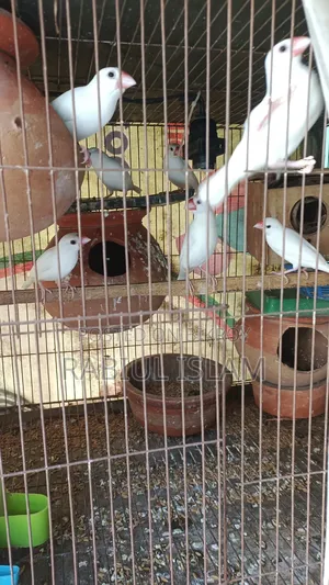 Java Bird Sale