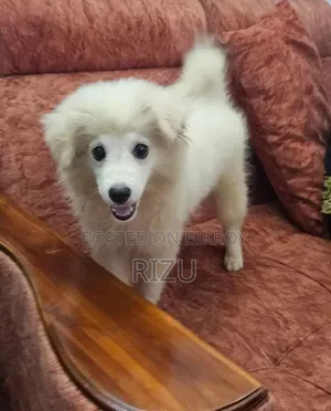 1-3 months Female Purebred Japanese Spitz