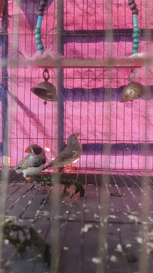 Zebra Finch Bird
