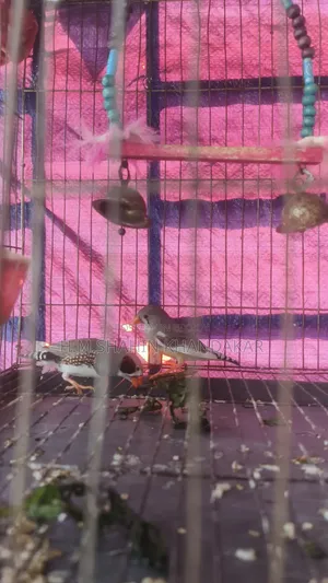Zebra Finch Bird