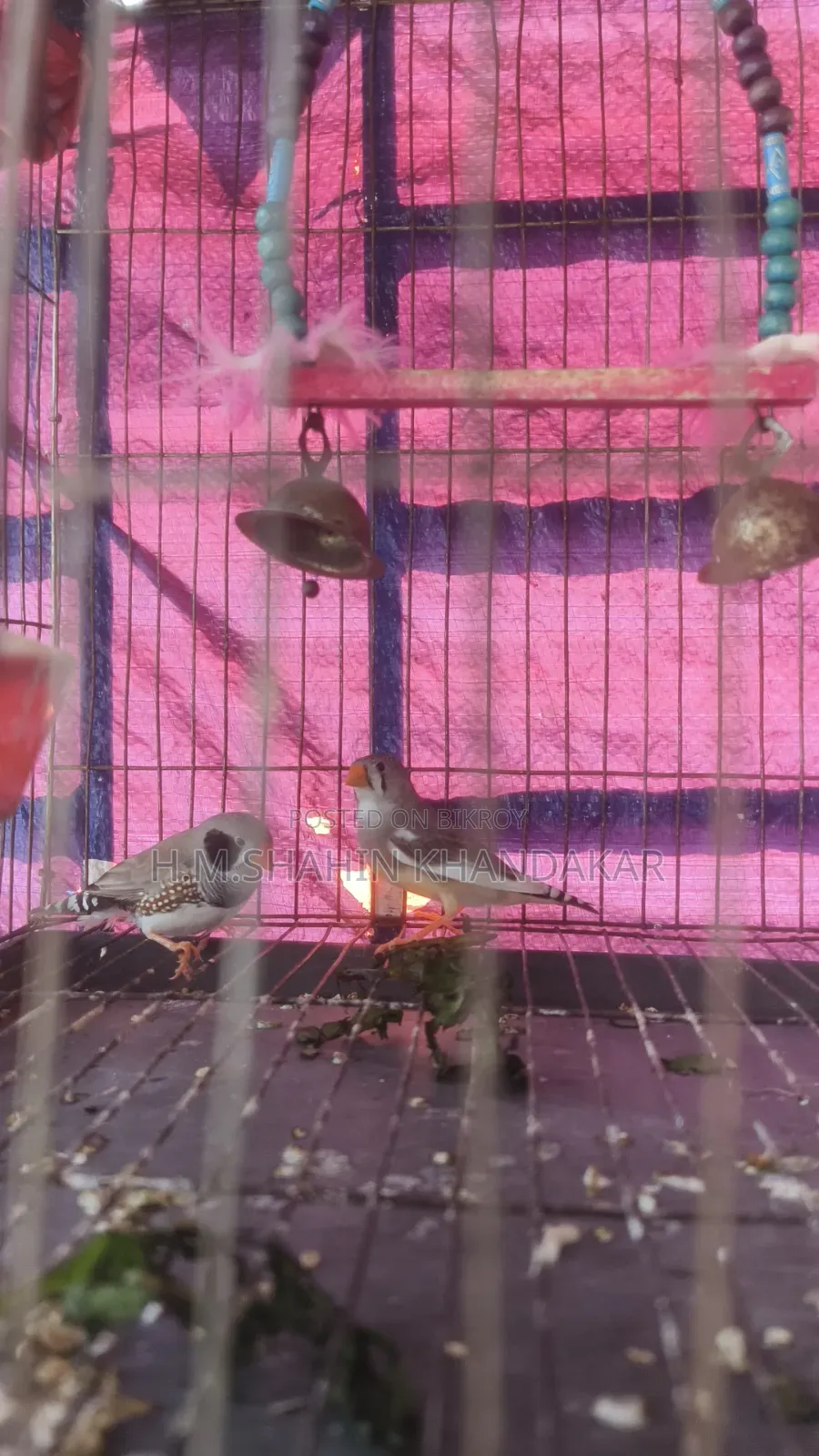 Zebra Finch Bird