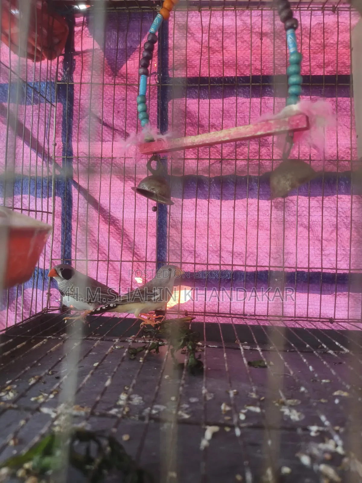Zebra Finch Bird
