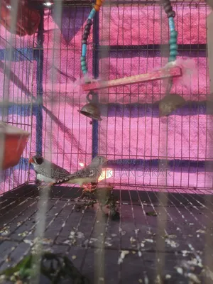 Zebra Finch Bird