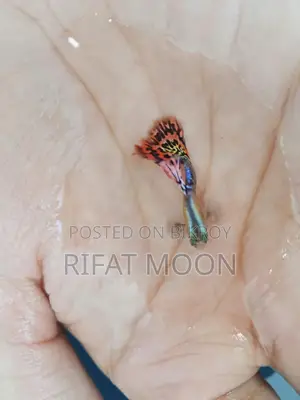 সুস্থ ও সক্রিয় রেড ড্রাগন গাপ্পি পেয়ার / ব্যাচ – উচ্চ মানের