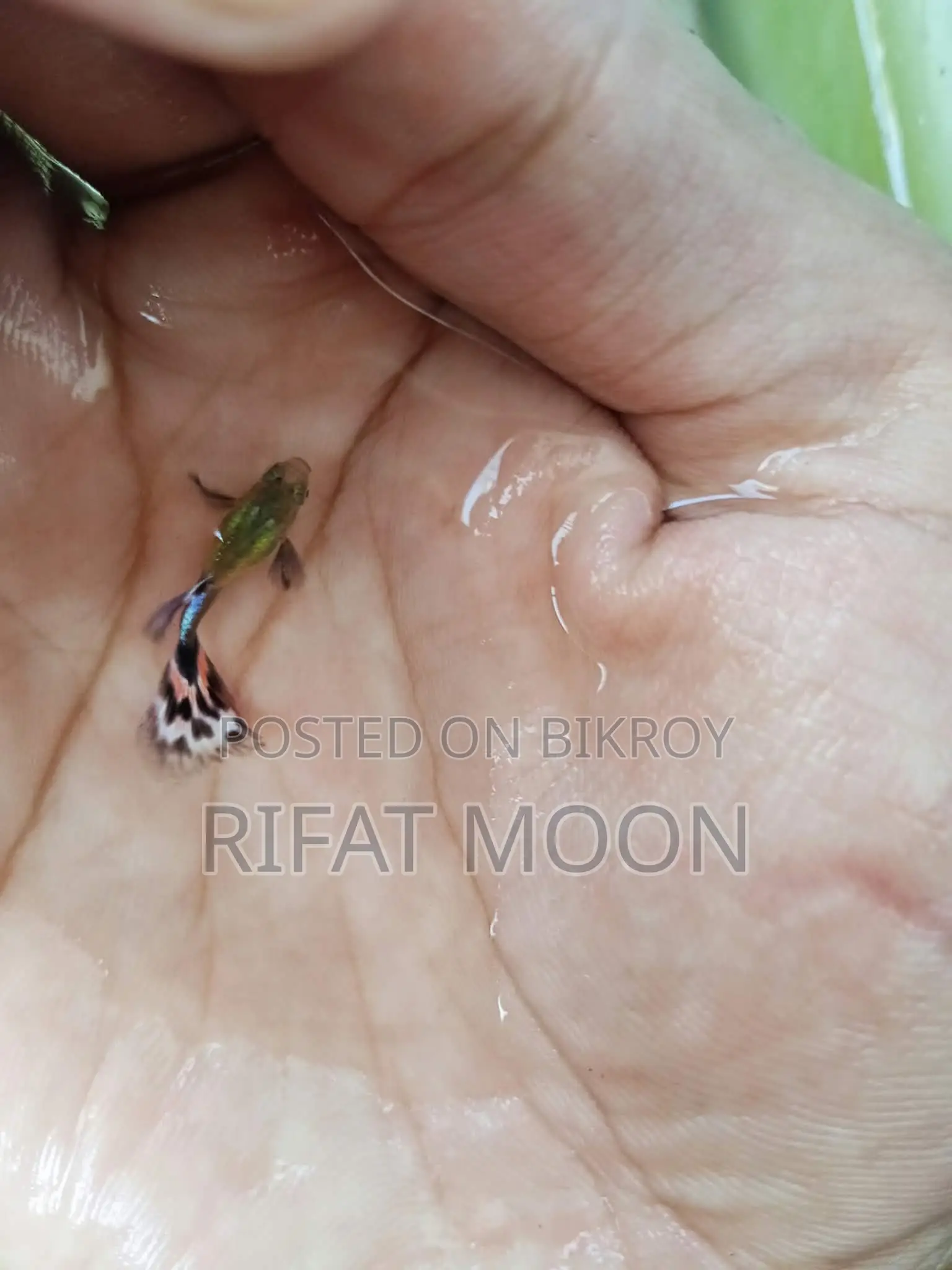 সুস্থ ও সক্রিয় রেড ড্রাগন গাপ্পি পেয়ার / ব্যাচ – উচ্চ মানের
