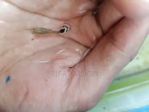 সুস্থ ও সক্রিয় রেড ড্রাগন গাপ্পি পেয়ার / ব্যাচ – উচ্চ মানের