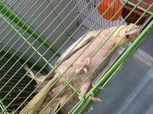 Tame Cockatiel Bird