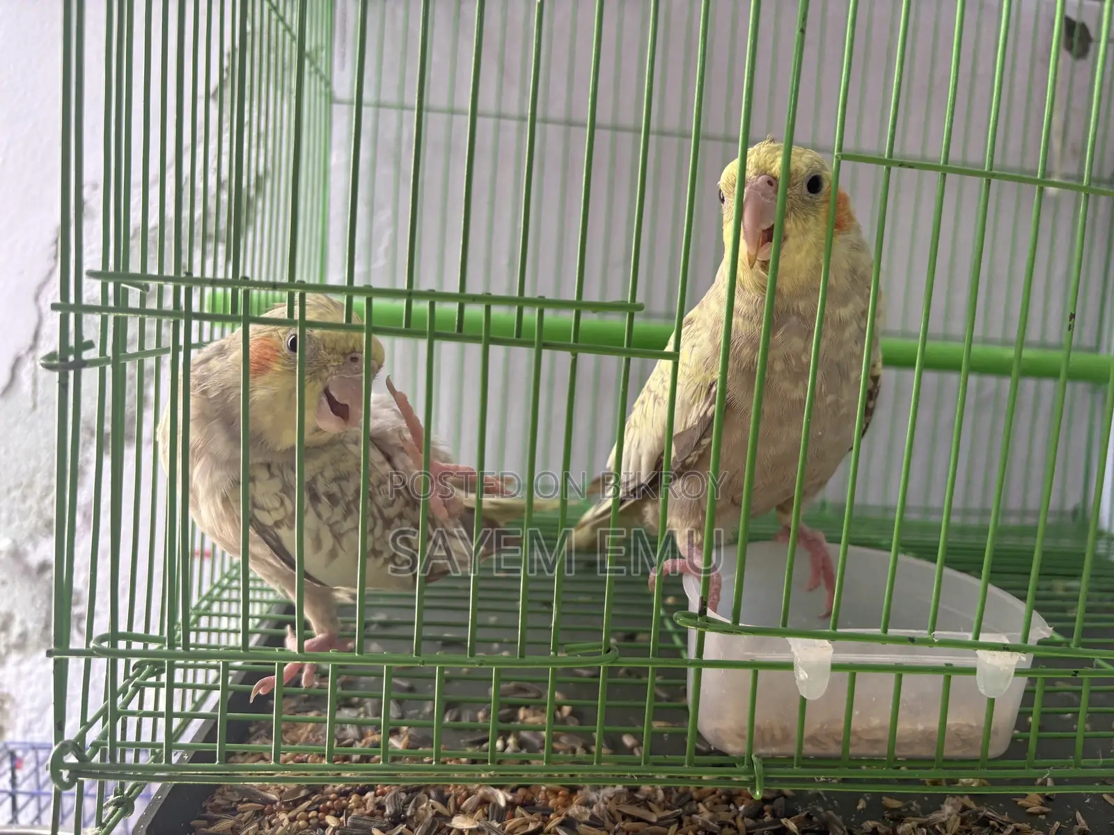 Tame Cockatiel Bird