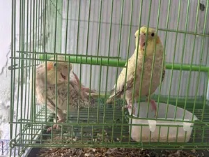 Tame Cockatiel Bird