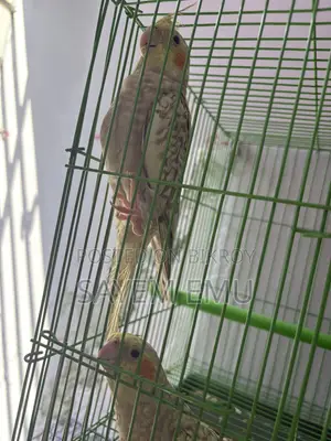 Tame Cockatiel Bird