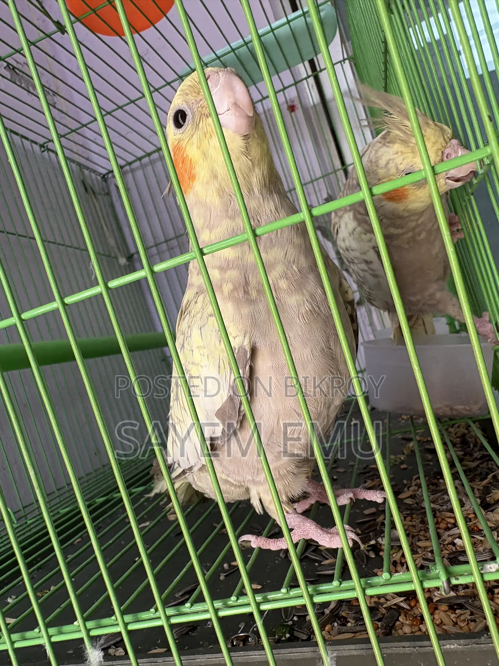 Tame Cockatiel Bird