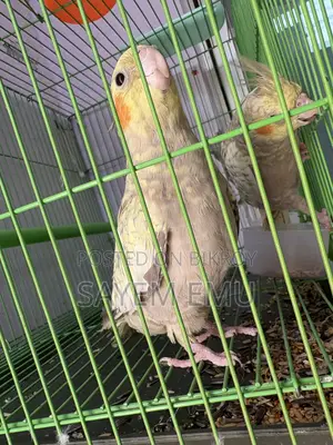 Tame Cockatiel Bird