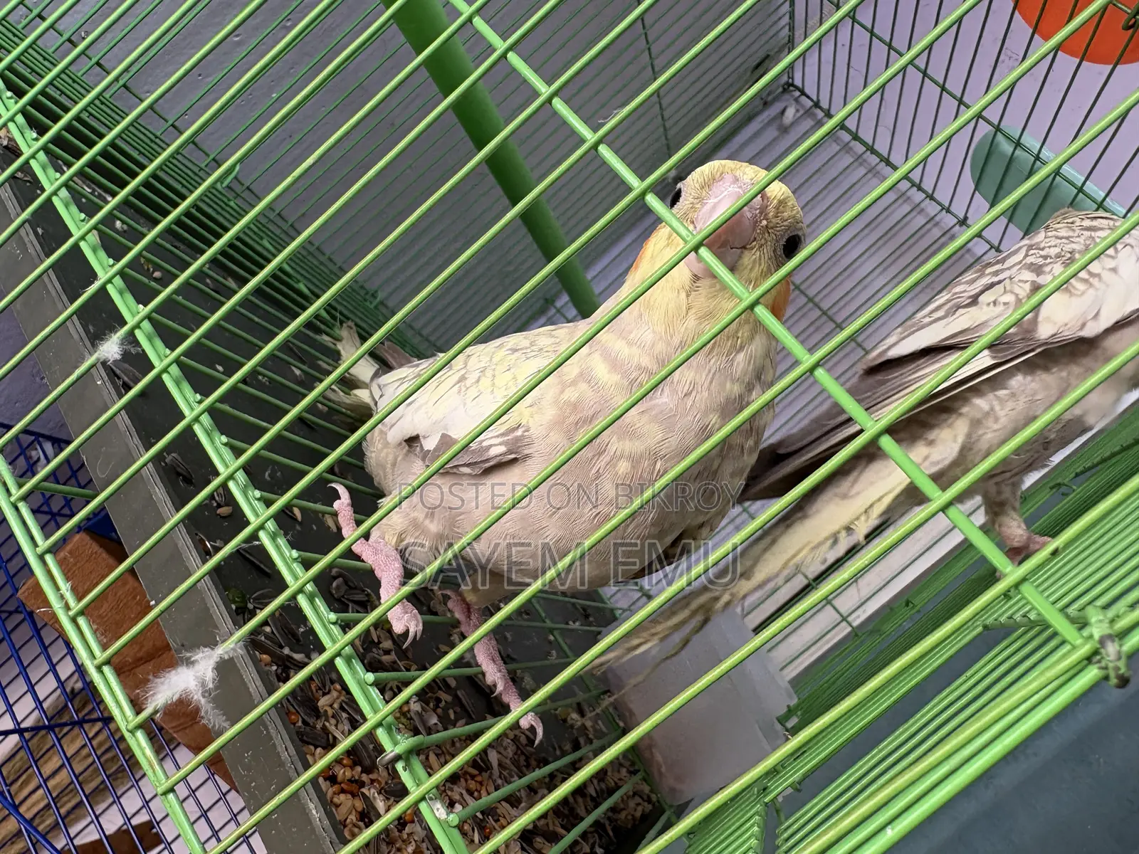 Tame Cockatiel Bird