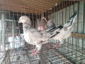 Military Pigeon