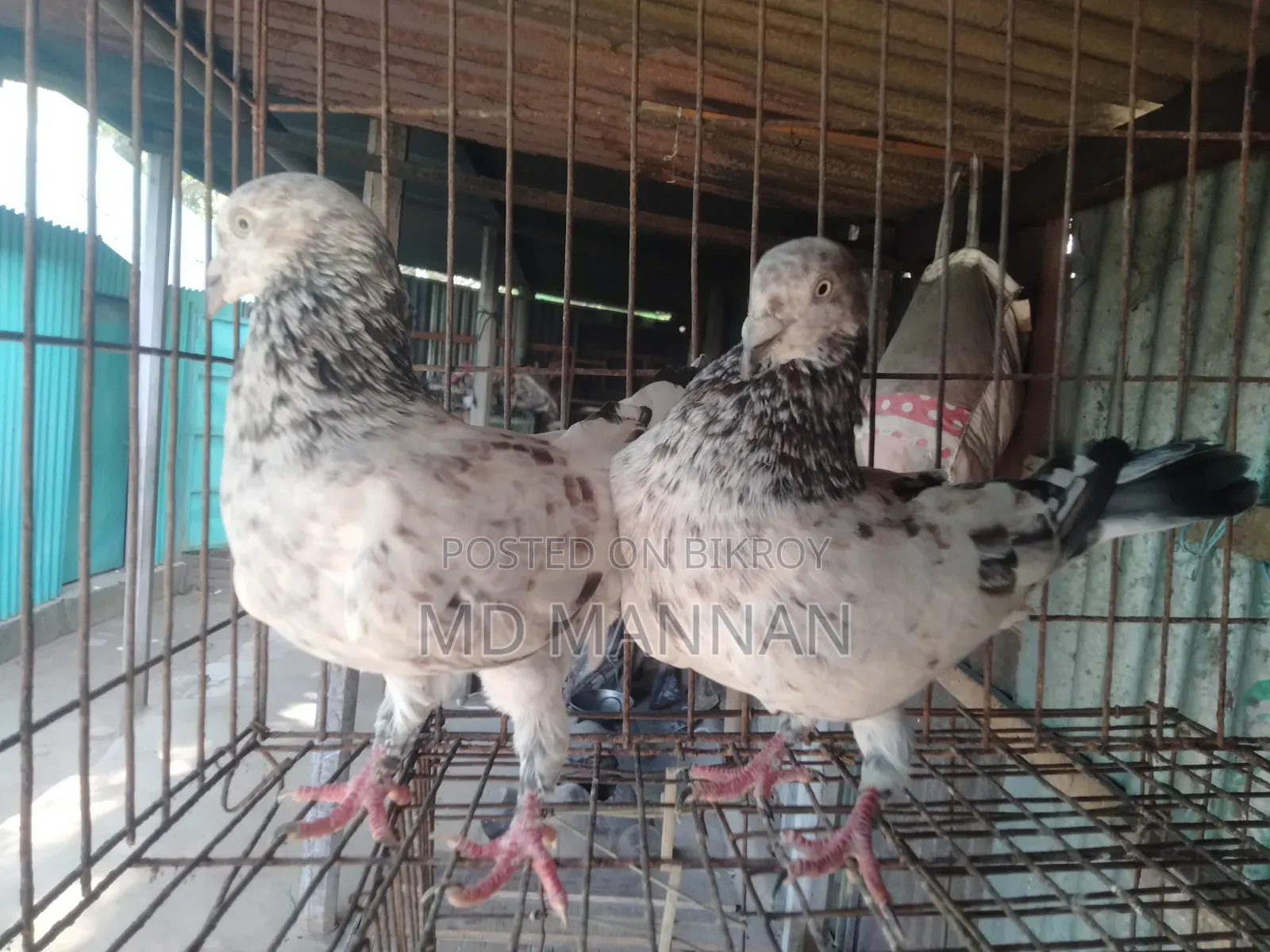 Military Pigeon