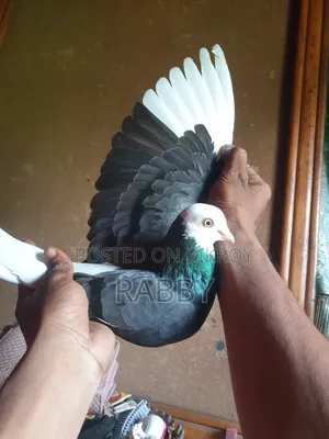 Black Pigeon Running Male 3 Pcs