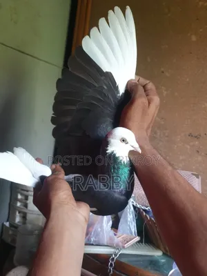 Black Pigeon Running Male 3 Pcs