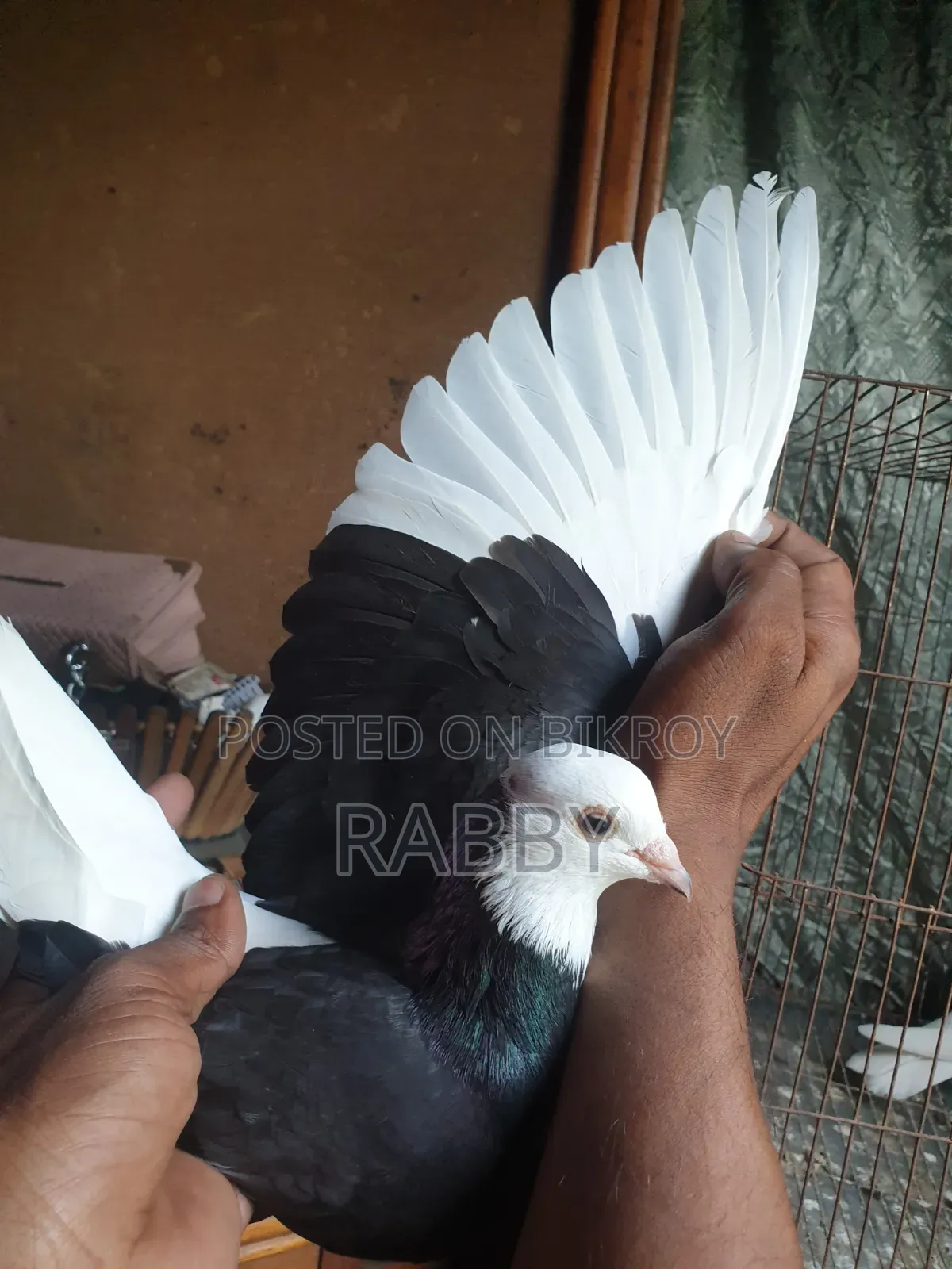 Black Pigeon Running Male 3 Pcs