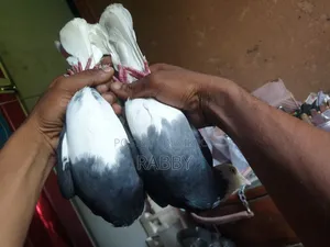 Black Pigeon Running Male 3 Pcs