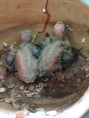 Baby Cockatiel Tame Size Lutino and Grey