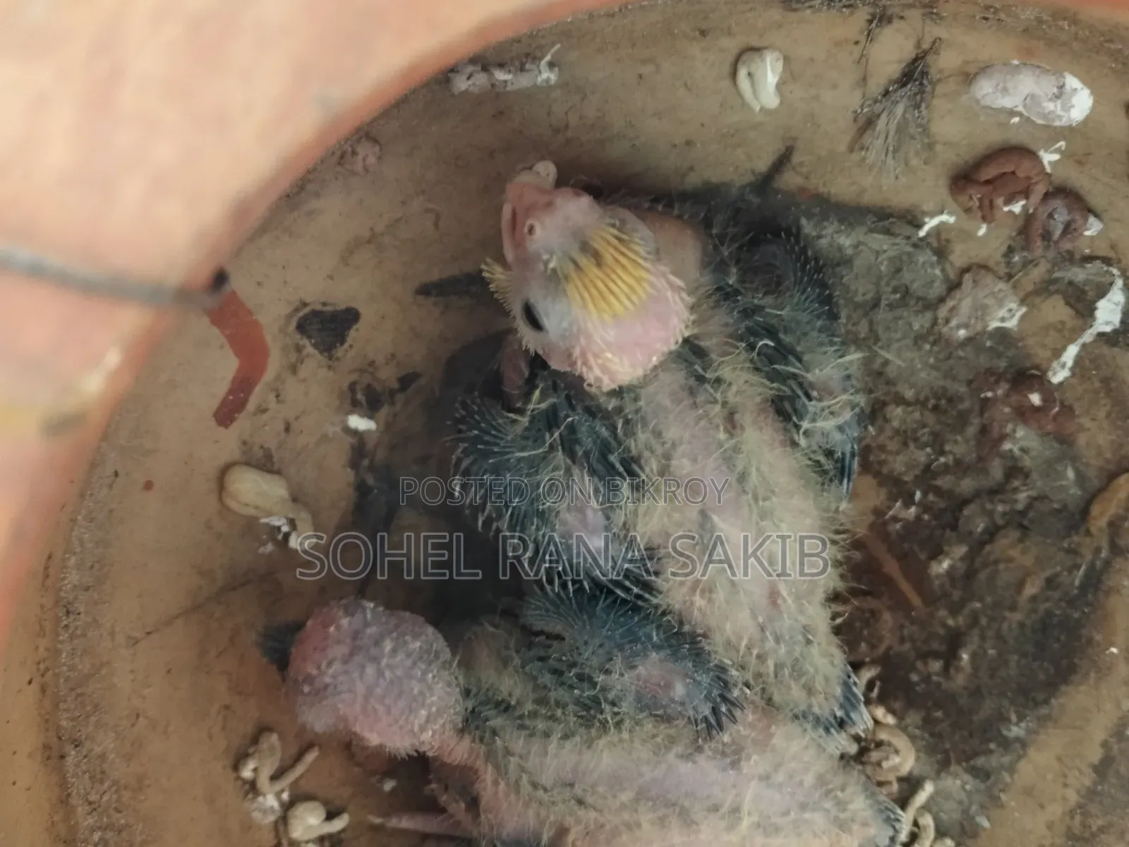 Baby Cockatiel Tame Size Lutino and Grey